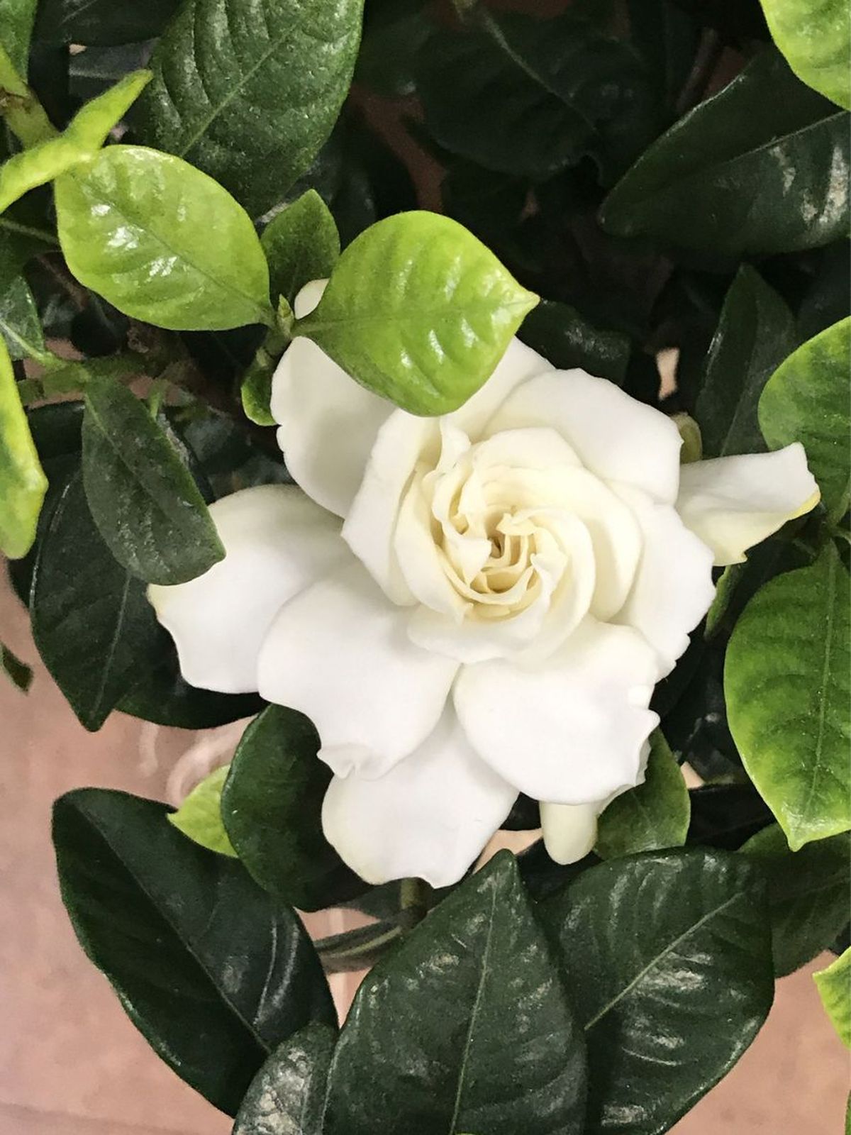 cuidados de la flor blanca de gardenia