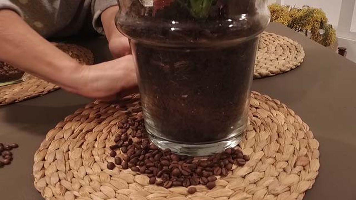 repelente casero de gatos en plantas de interior la botica