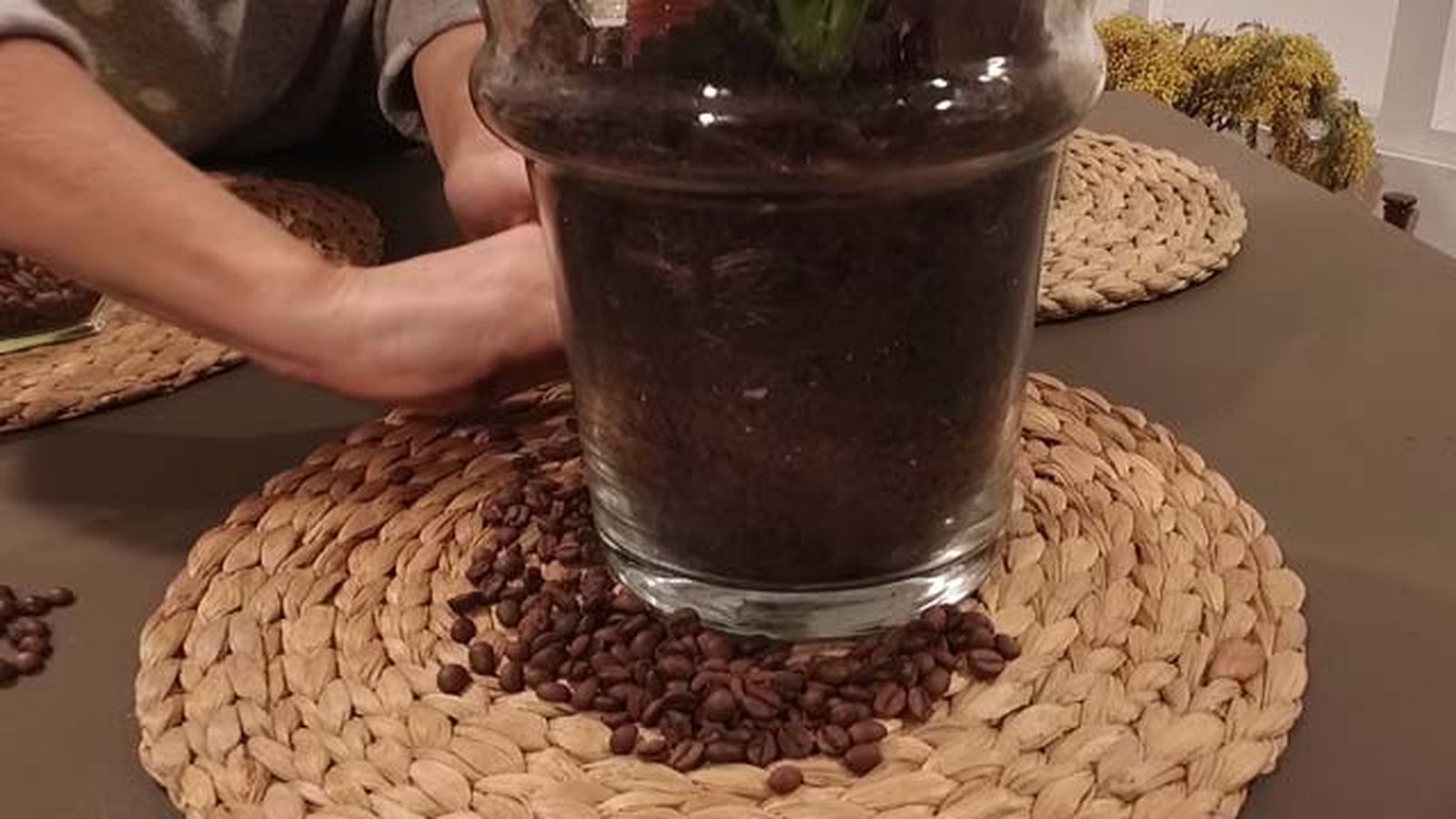 repelente casero de gatos en plantas de interior la botica