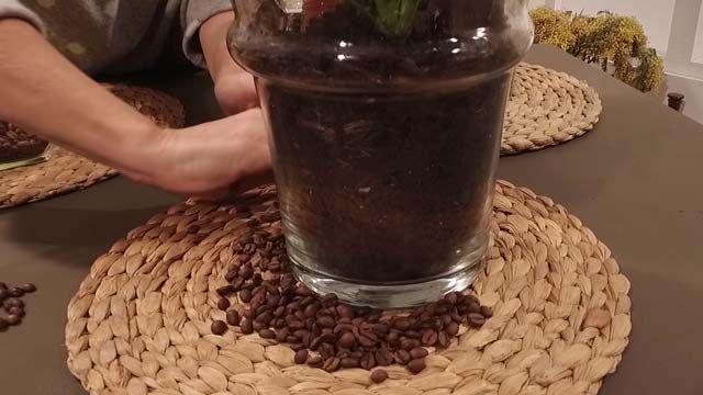 repelente casero de gatos en plantas de interior la botica
