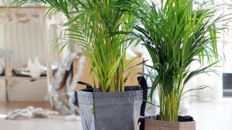 Areca.
