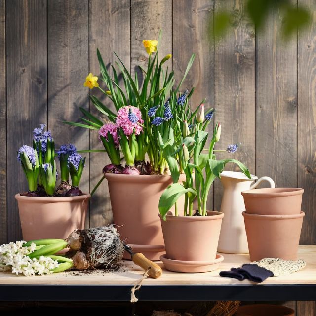 Plantas ikea