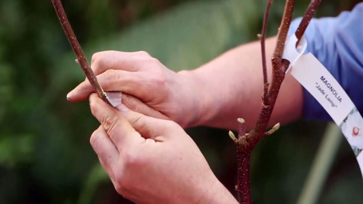 brico 945 3 capsulas enraizamiento paso 1