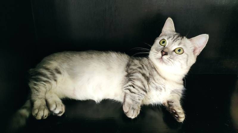 Esta raza felina destaca por su carácter tranquilo y cariñoso.