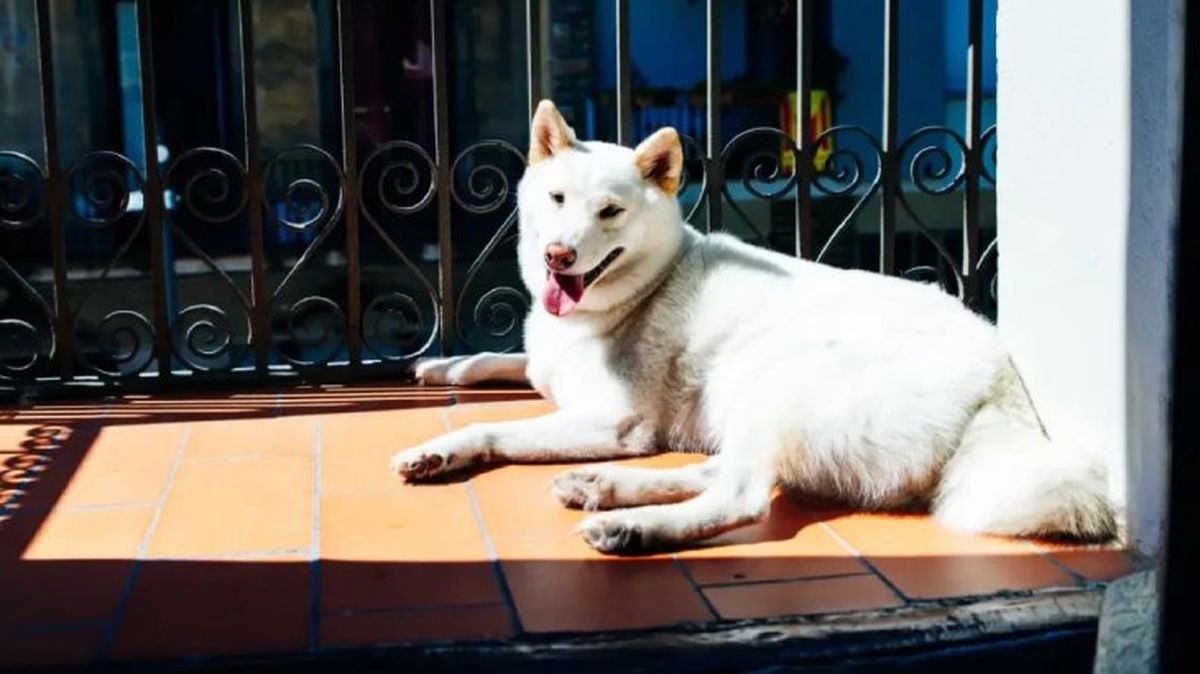 perros japoneses kishu 6