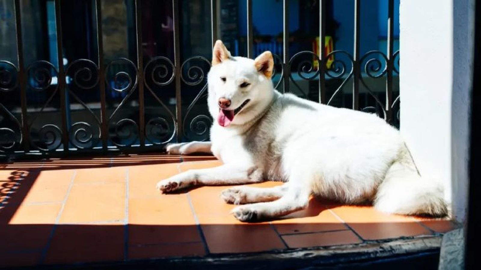 perros japoneses kishu 6