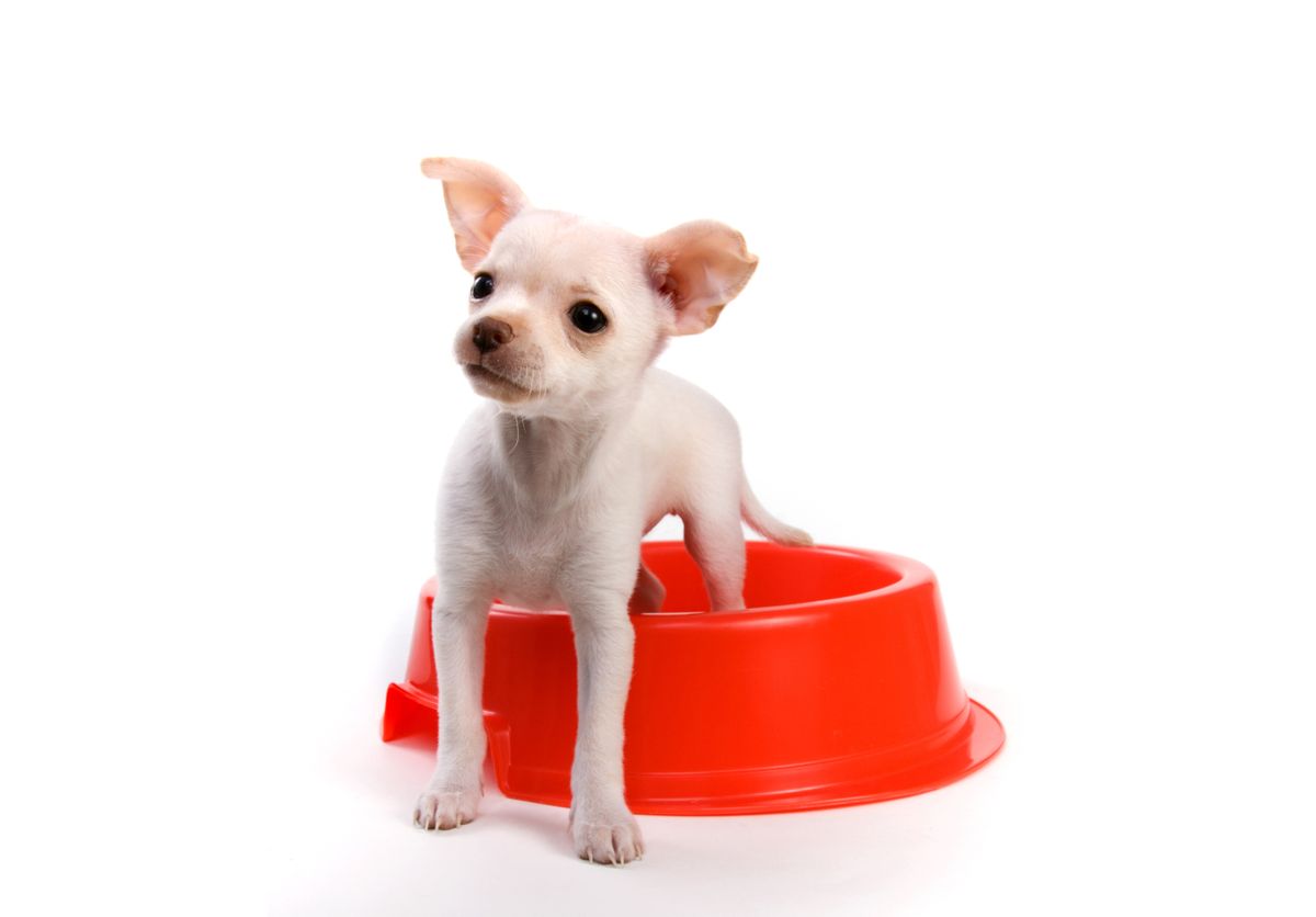 alimentacion cachorros raza pequena xl