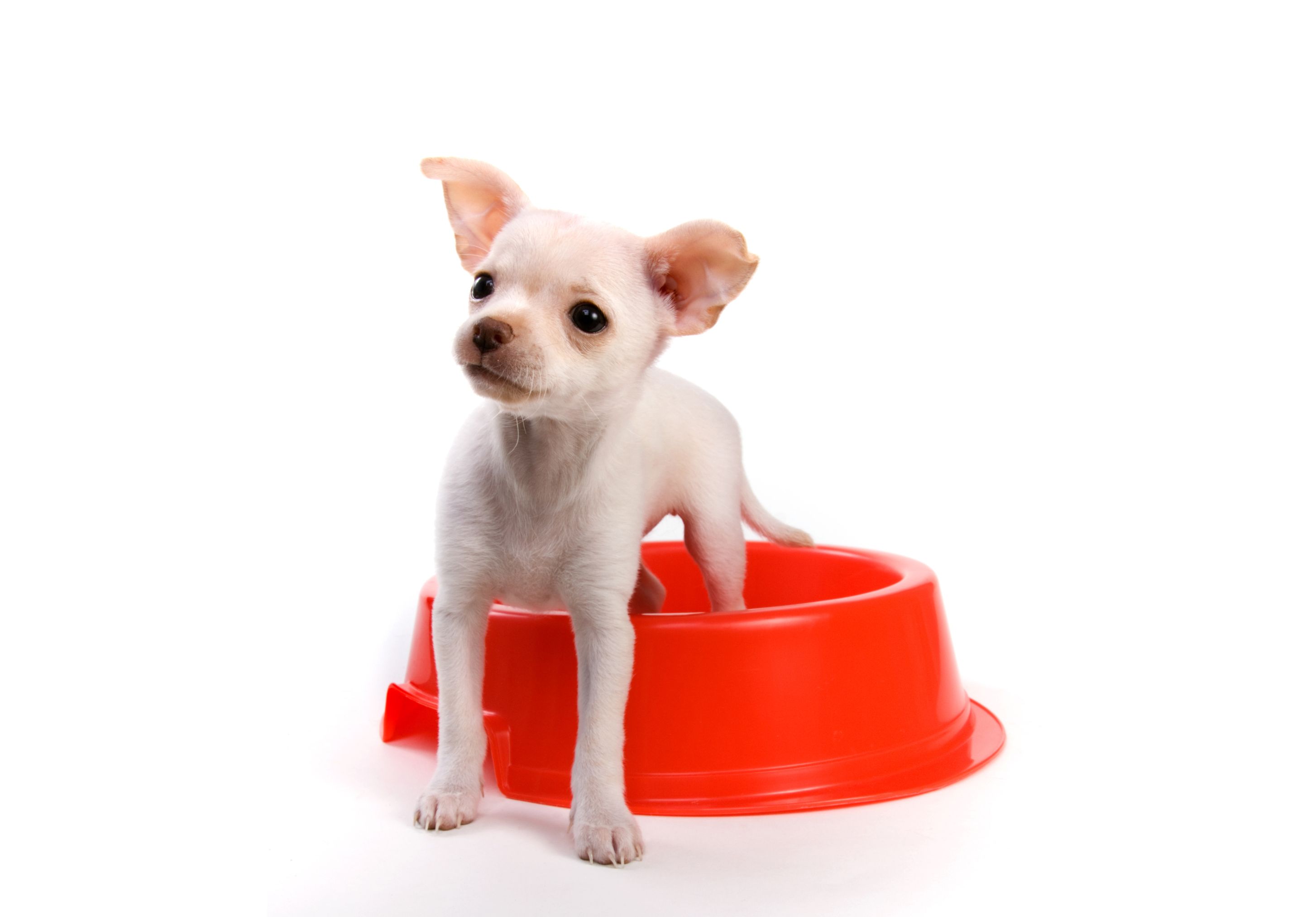 alimentacion cachorros raza pequena xl
