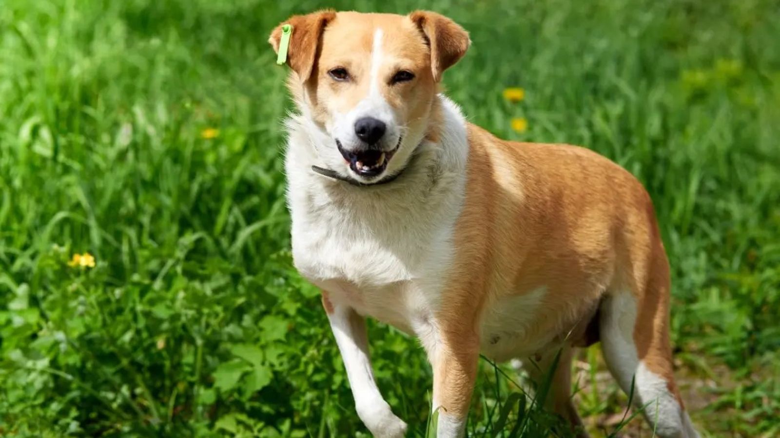 displasia de cadera en perros ok