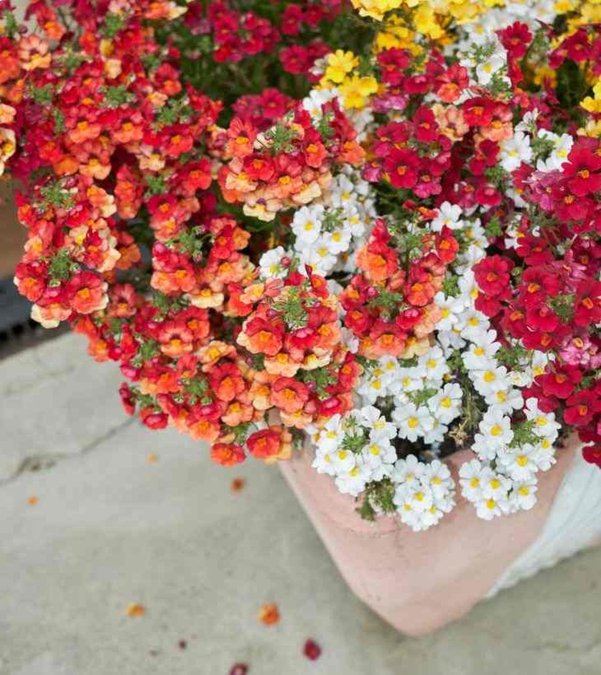 nemesia strumosa sunsatia