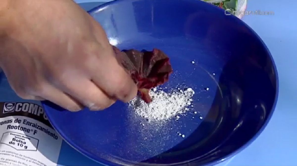 Reproducir Begonia Rex por esquejes de hojas p3