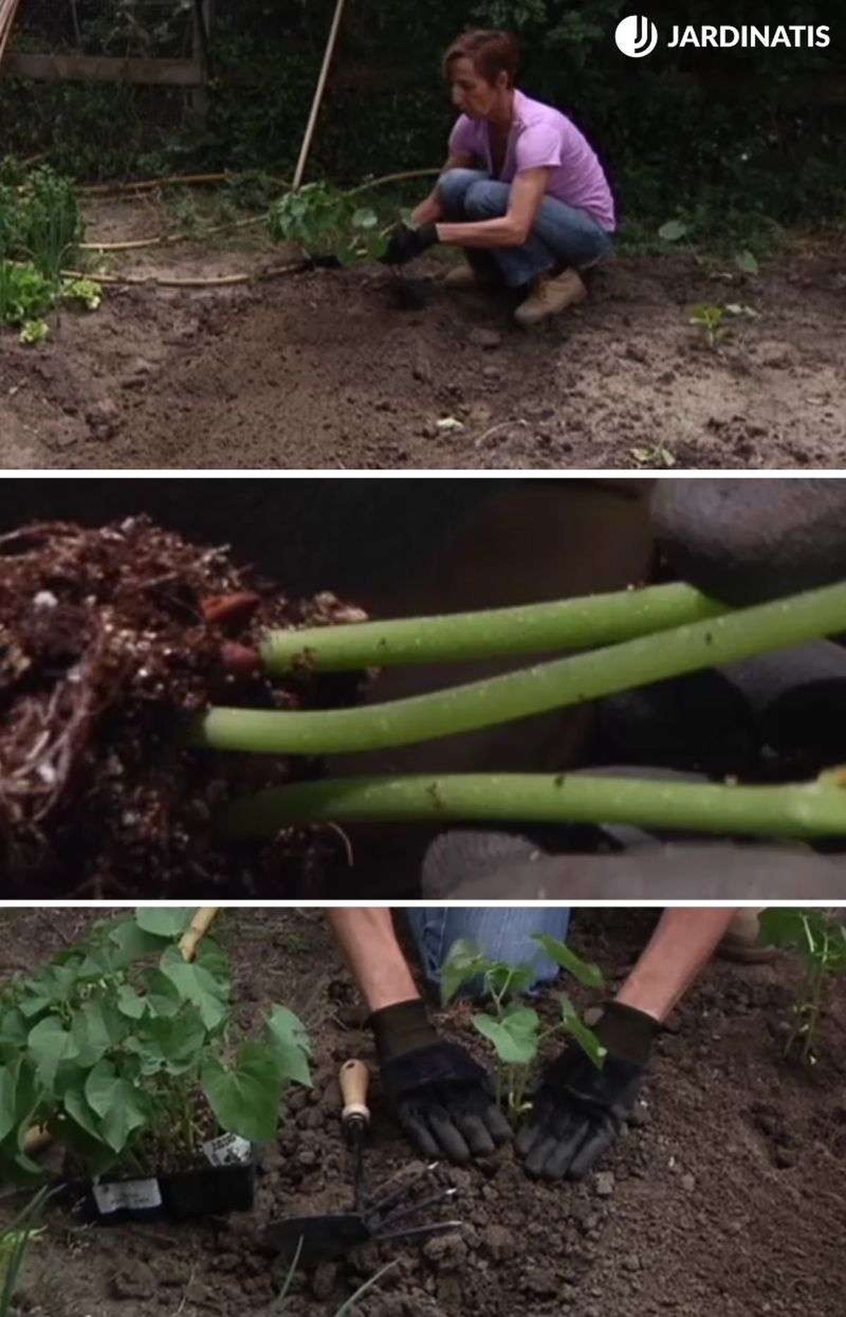 plantar planteles de judías verdes
