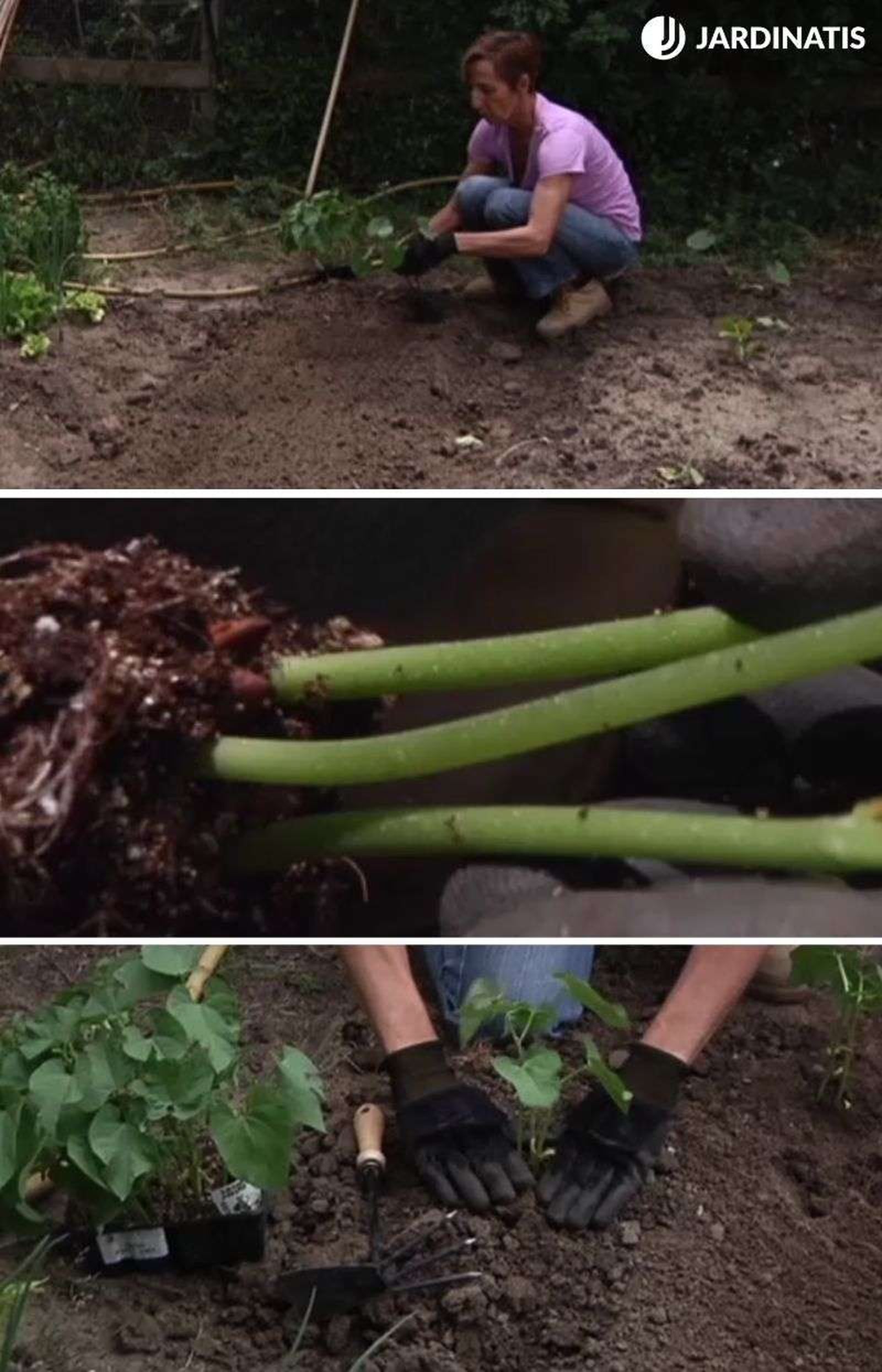 plantar planteles de judías verdes