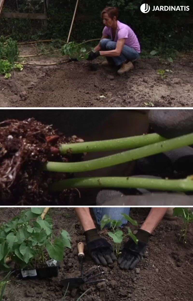 plantar planteles de judías verdes