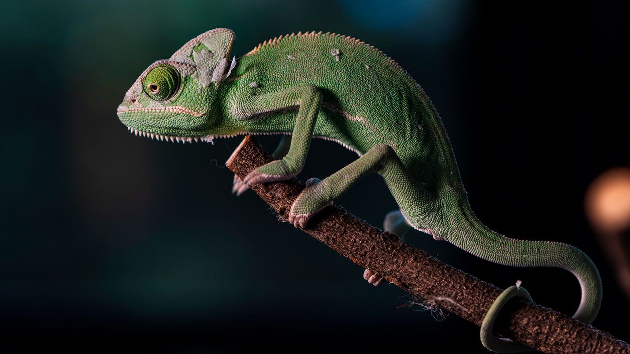 camaleon verde