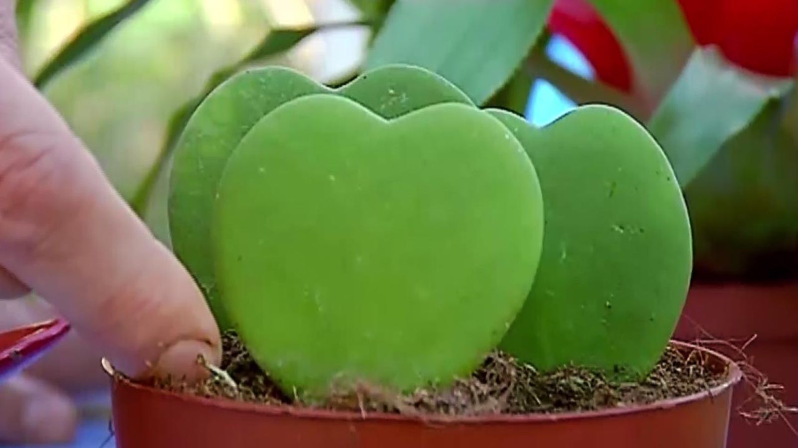 brico 681 plantas pequenas vestir la mesa hoyas