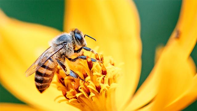 abeja