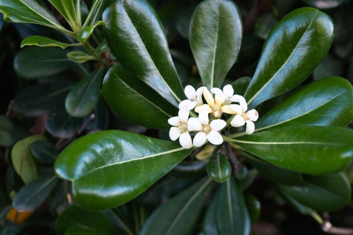 Follaje y flor del Pittosporum tobira