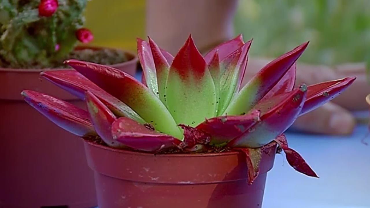 brico 681 plantas pequenas vestir la mesa echeverias