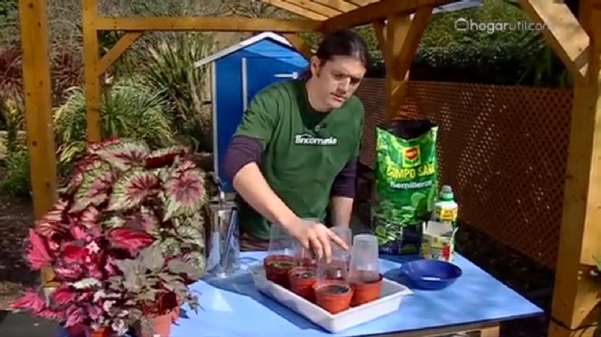 Reproducir Begonia Rex por esquejes de hojas p6