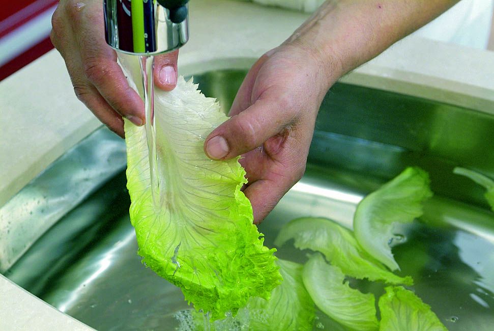 limpiar lechuga paso5