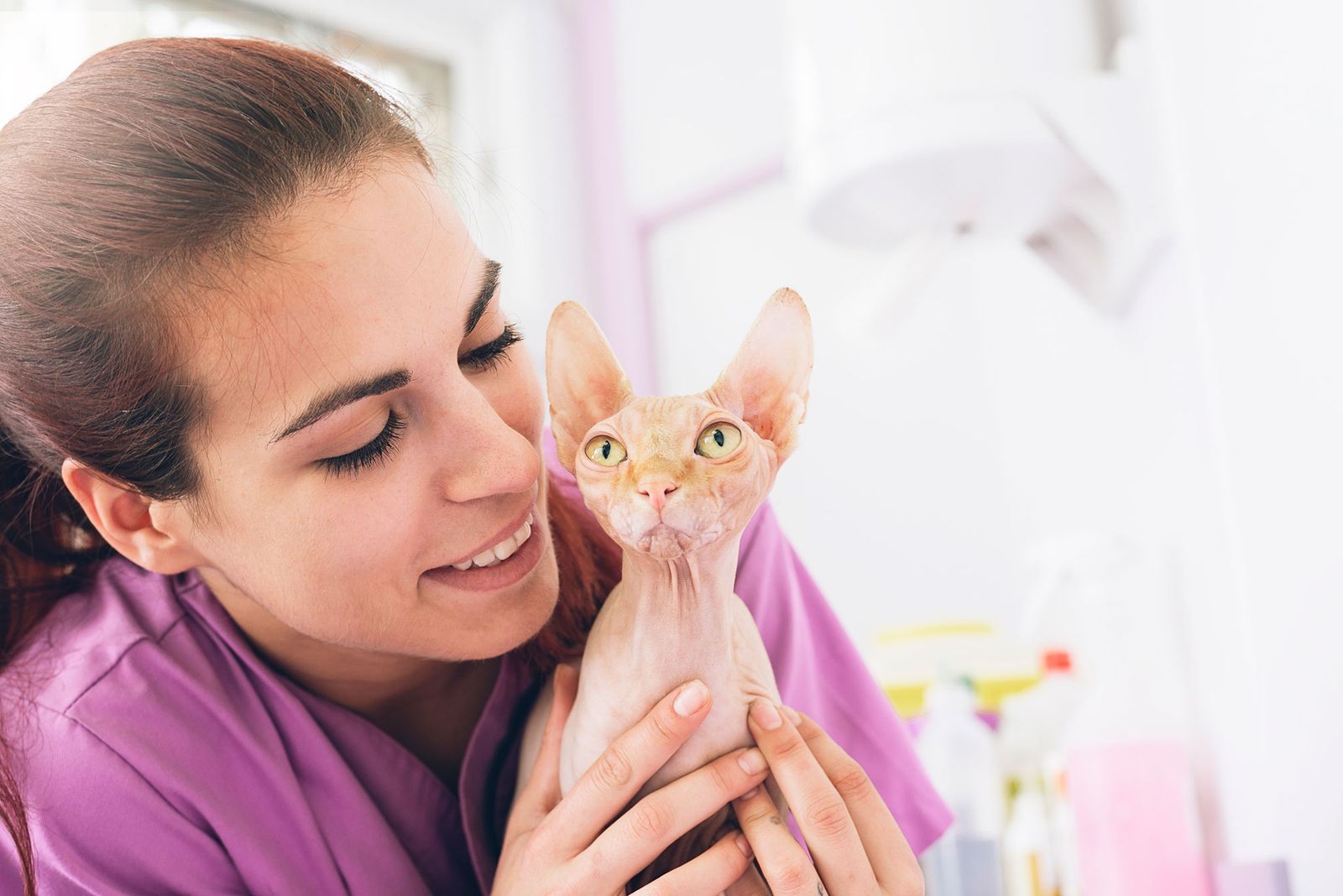 mascotas gatos raza esfinge cuidados consejos