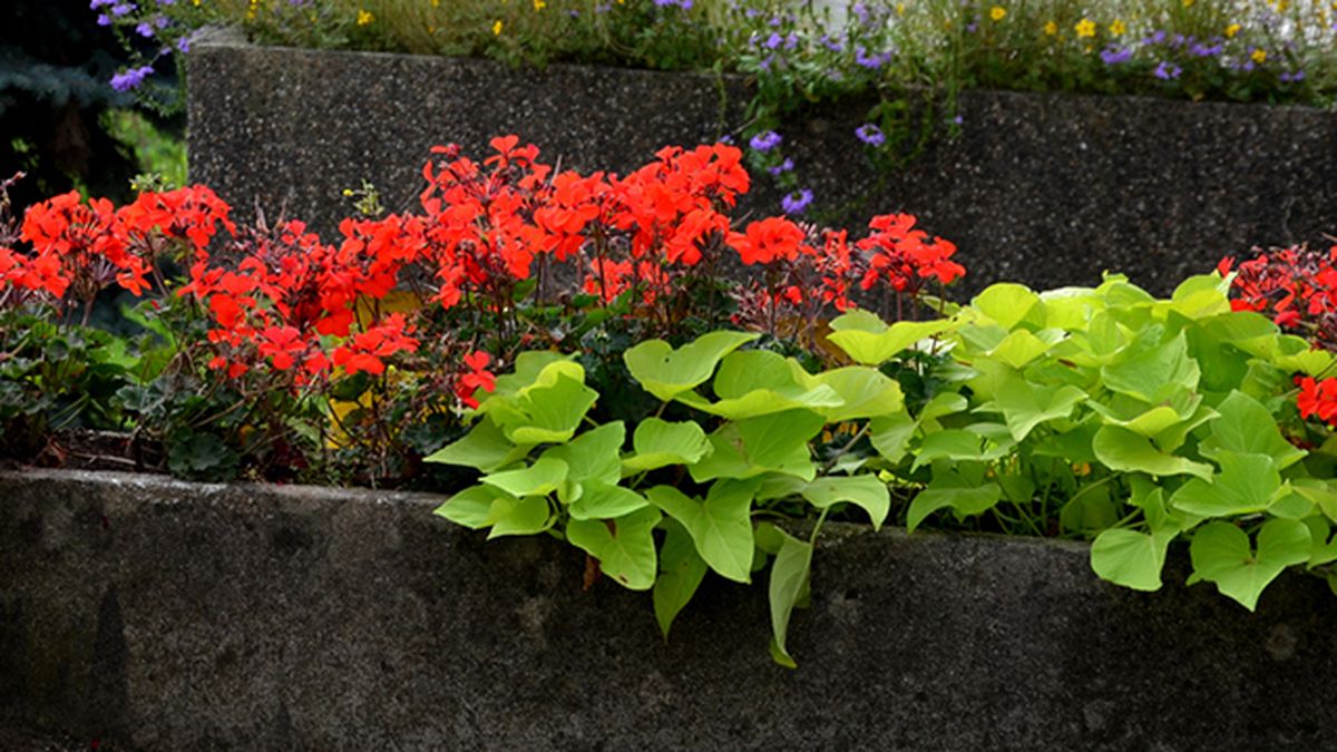 boniatos ornamentales colores