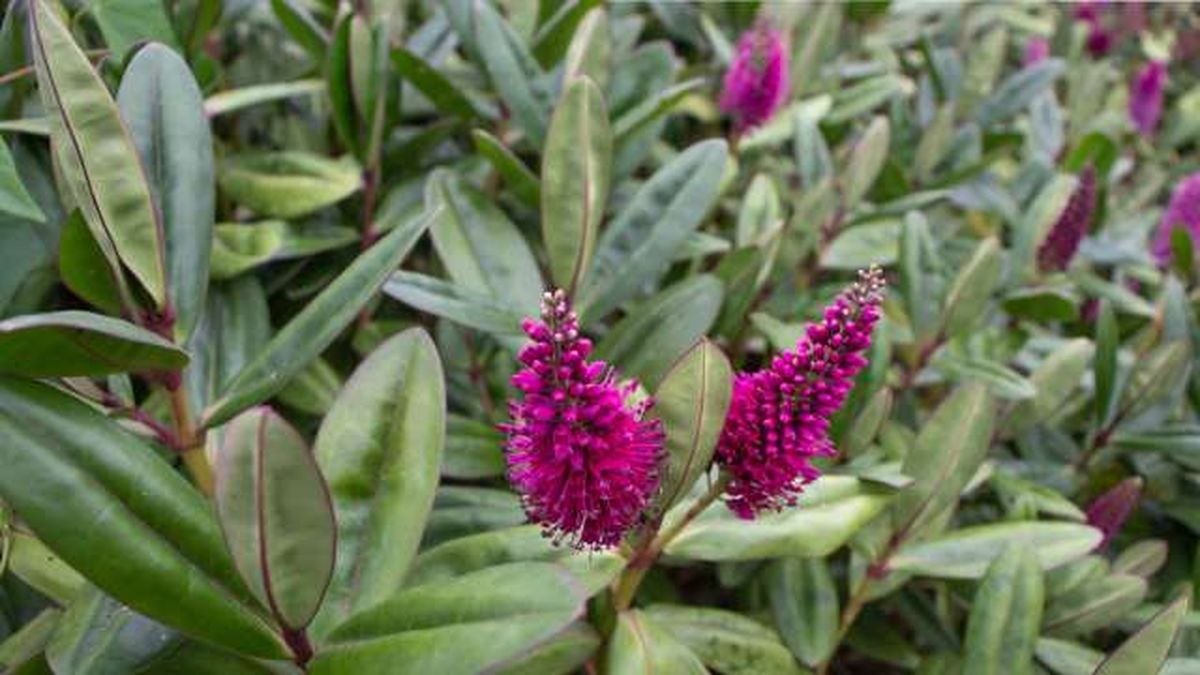 planta hebe veronica