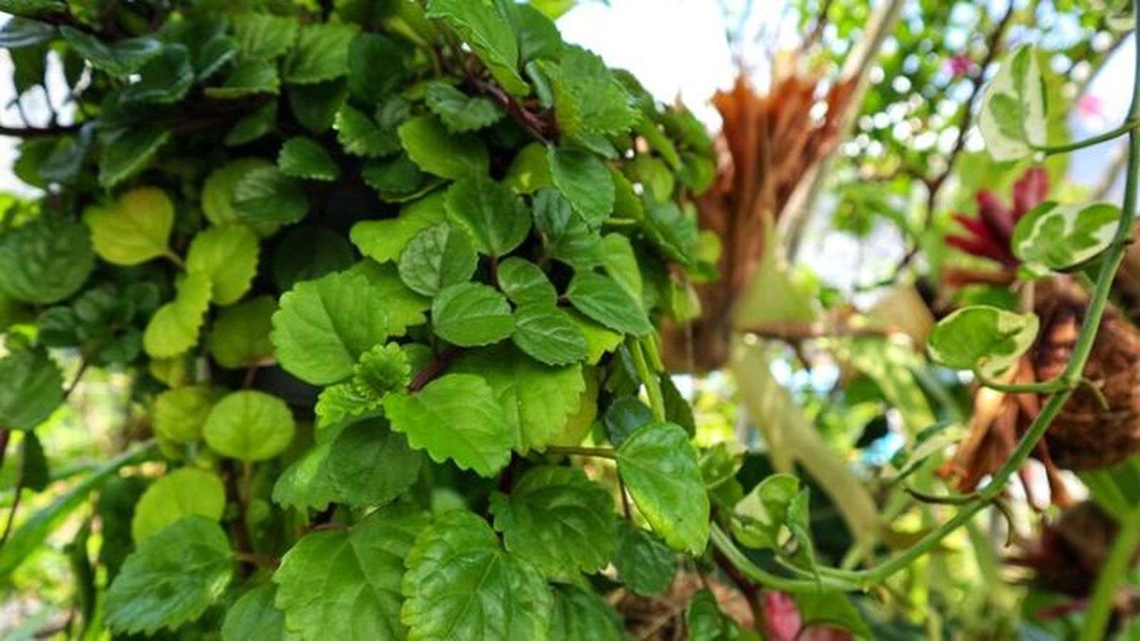 Plectrantus verticullatus planta del dinero feng shui