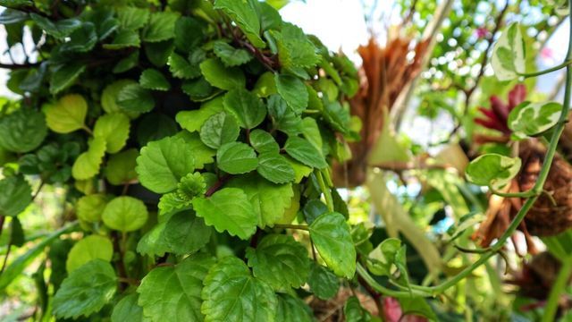 Plectrantus verticullatus planta del dinero feng shui