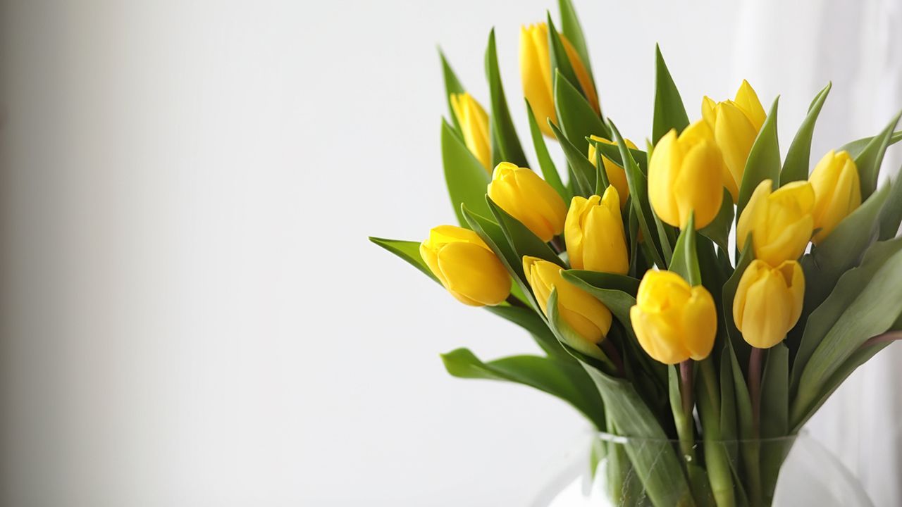 significado ramo de tulipanes san valentin