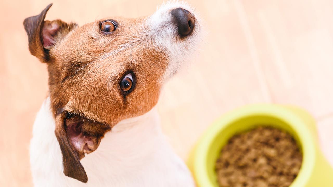 beneficios alimentacion natural perros 1