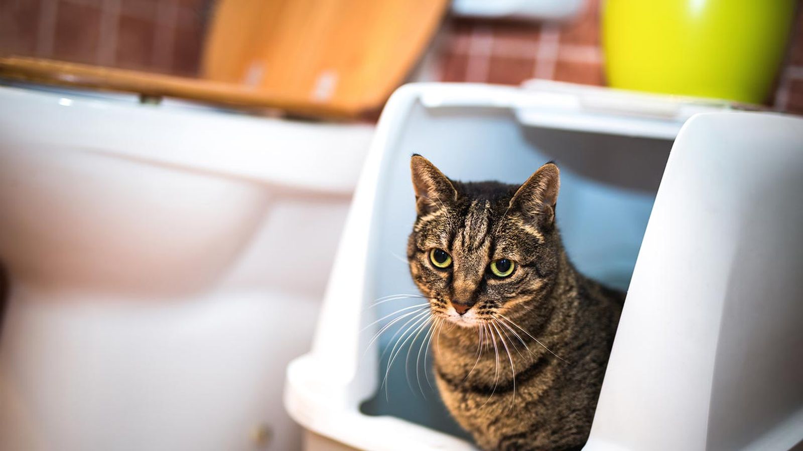 gato usar wc 4