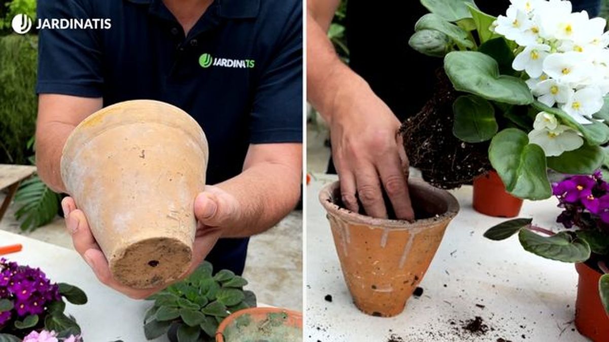 trasplante de la violeta africana jardinatis 23 28