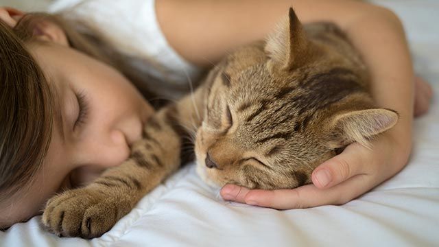 formas gato demuestra carino 4