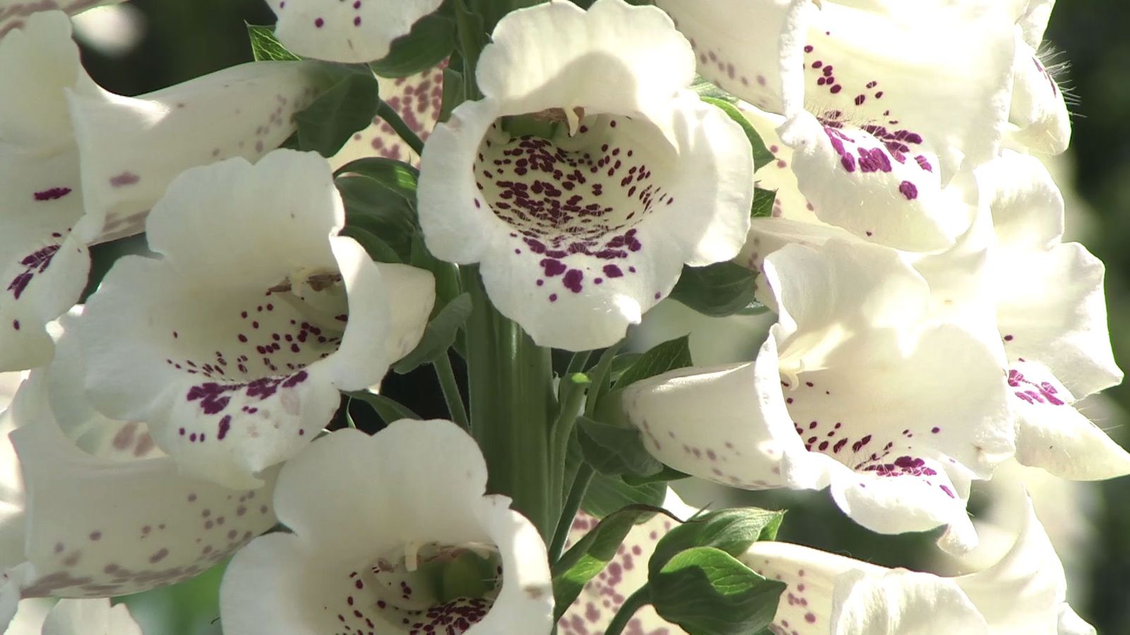 737 decogarden jardineria dedaleras detalle