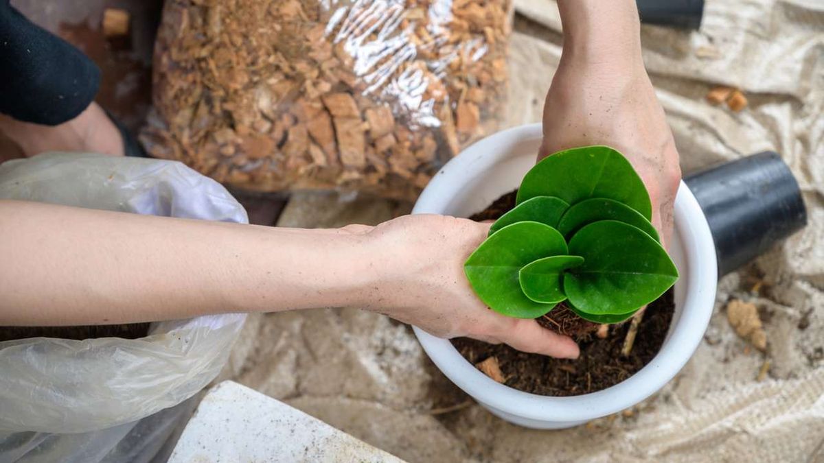 planta peperomia obtusifolia