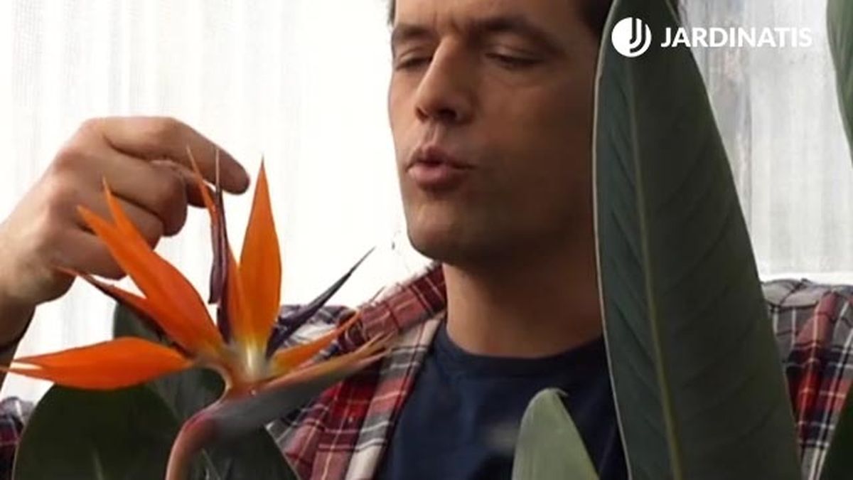 caracteristicas planta ave paraiso strelitzia reginae flores deco 487 jardin