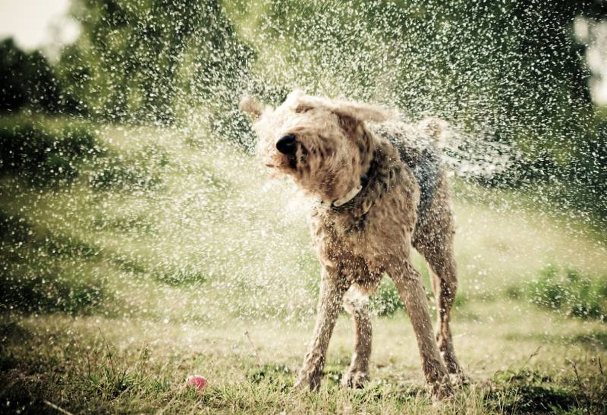 Debido a que los perros no sudan como los humanos su cuerpo no se va a enfriar con la misma facilidad.