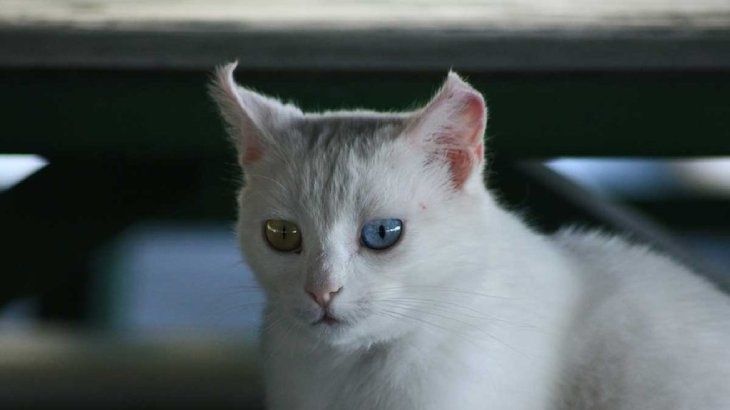 gatos mas grandes van turco