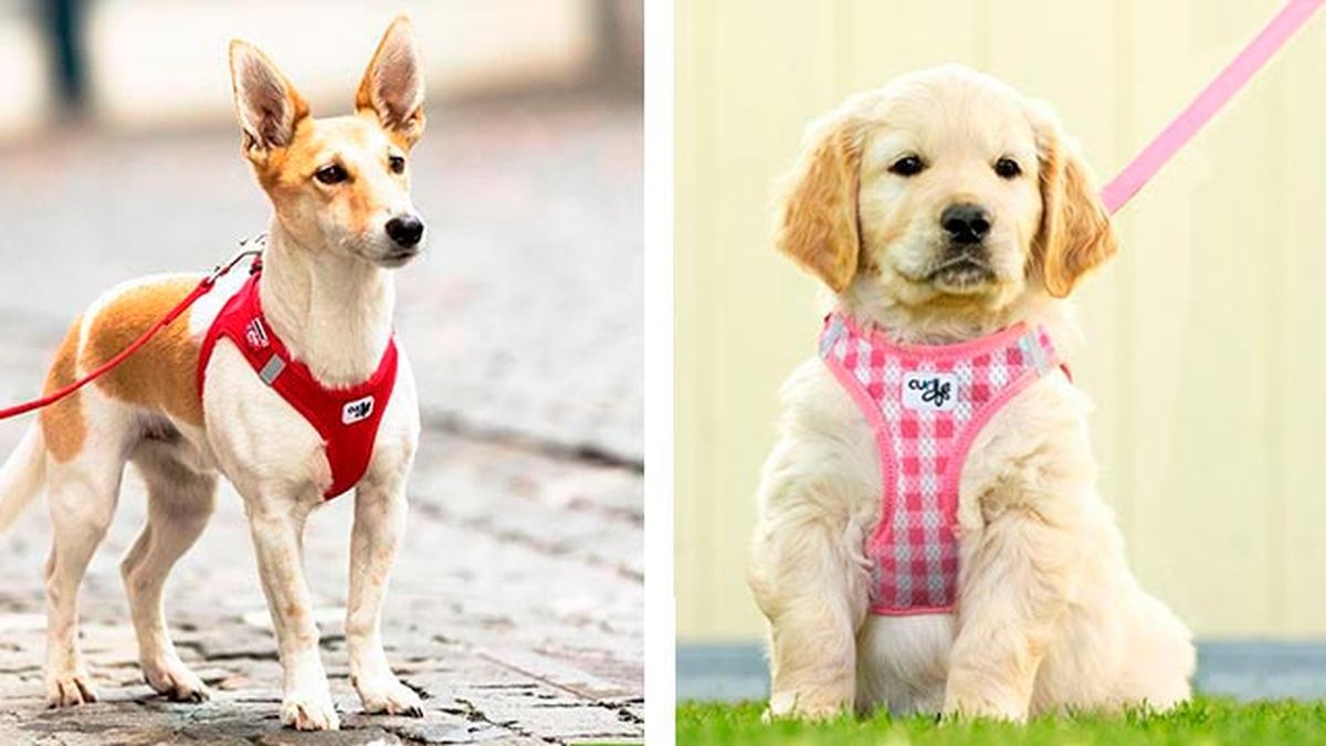 elegir collar arne perro 5