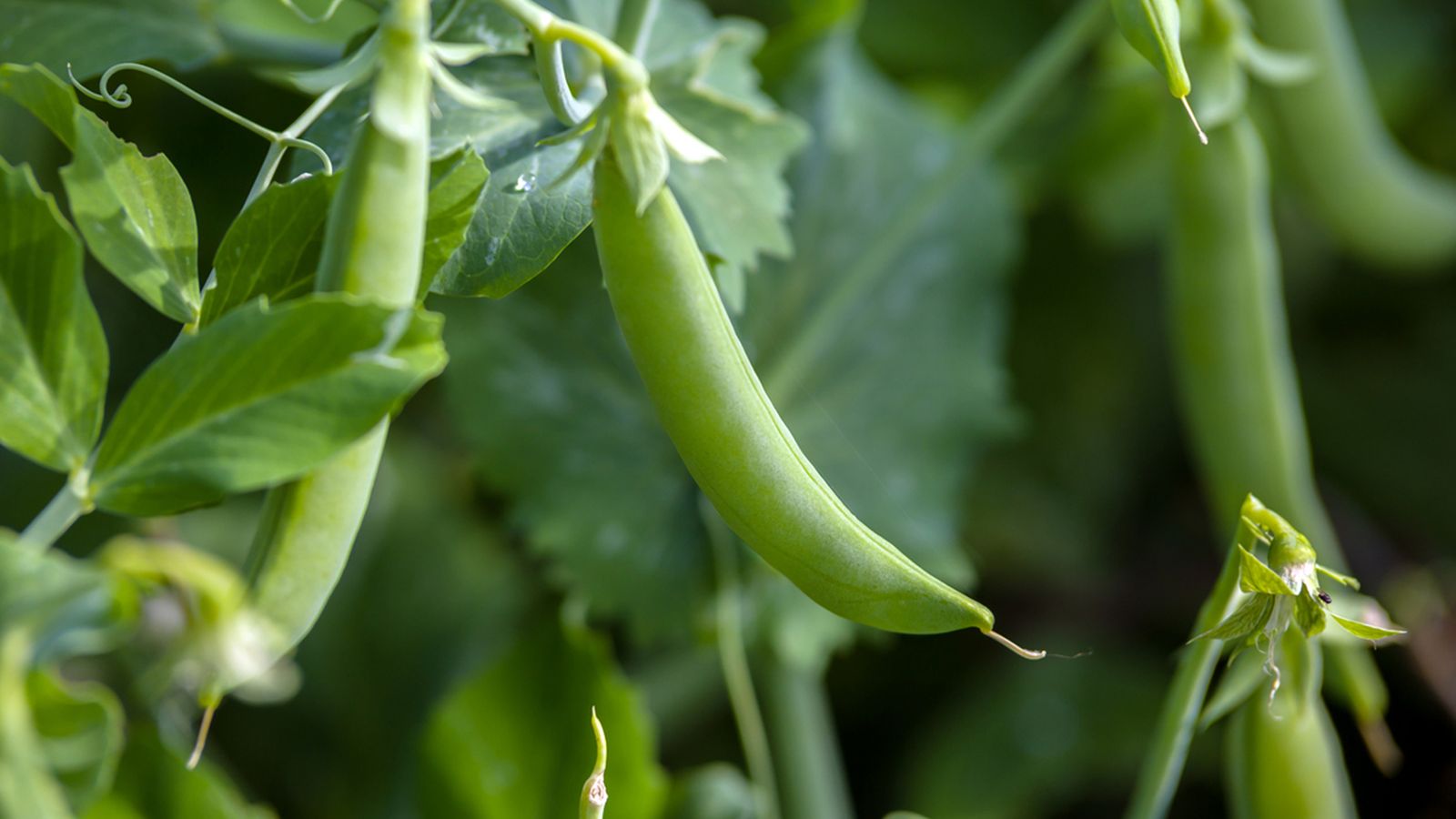 el cultivo de las judias