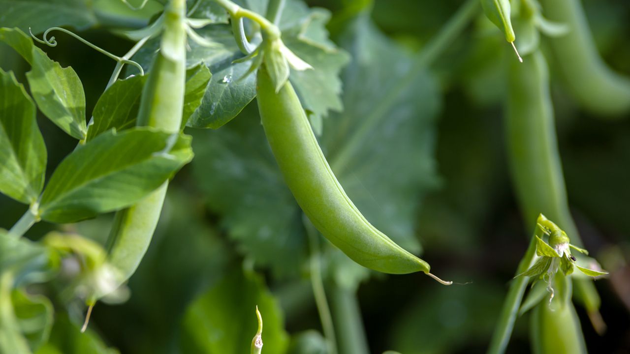 el cultivo de las judias