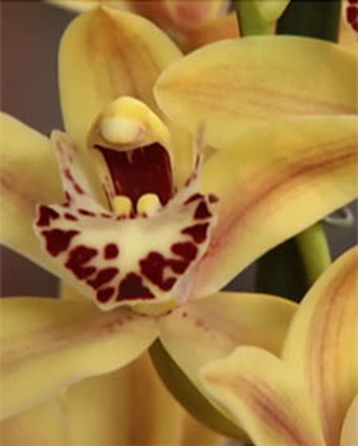 cuidados orquideas l