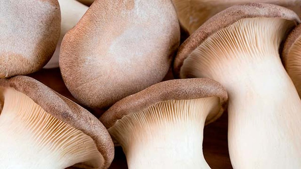 setas comestibles seta cardo