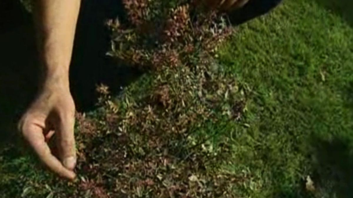 brico 534 parterre arbusto otono Abelia Grapity