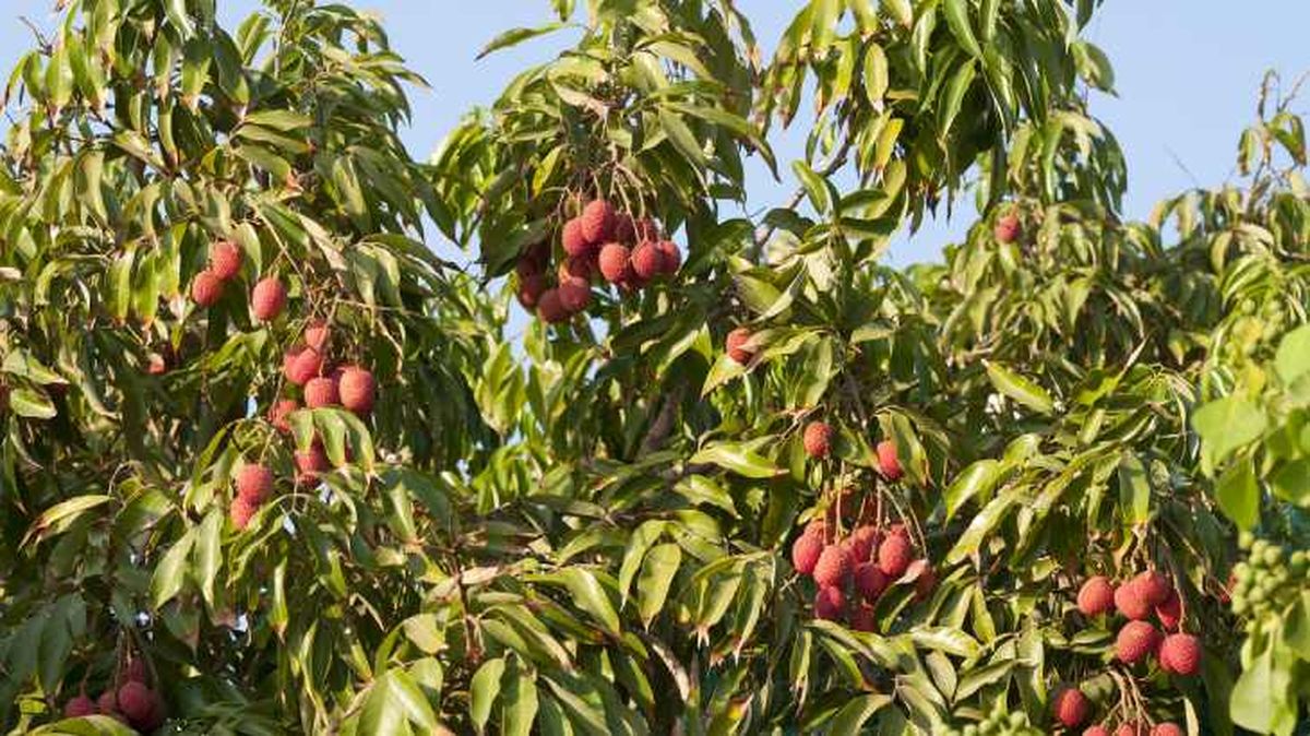 Árbol de lichi