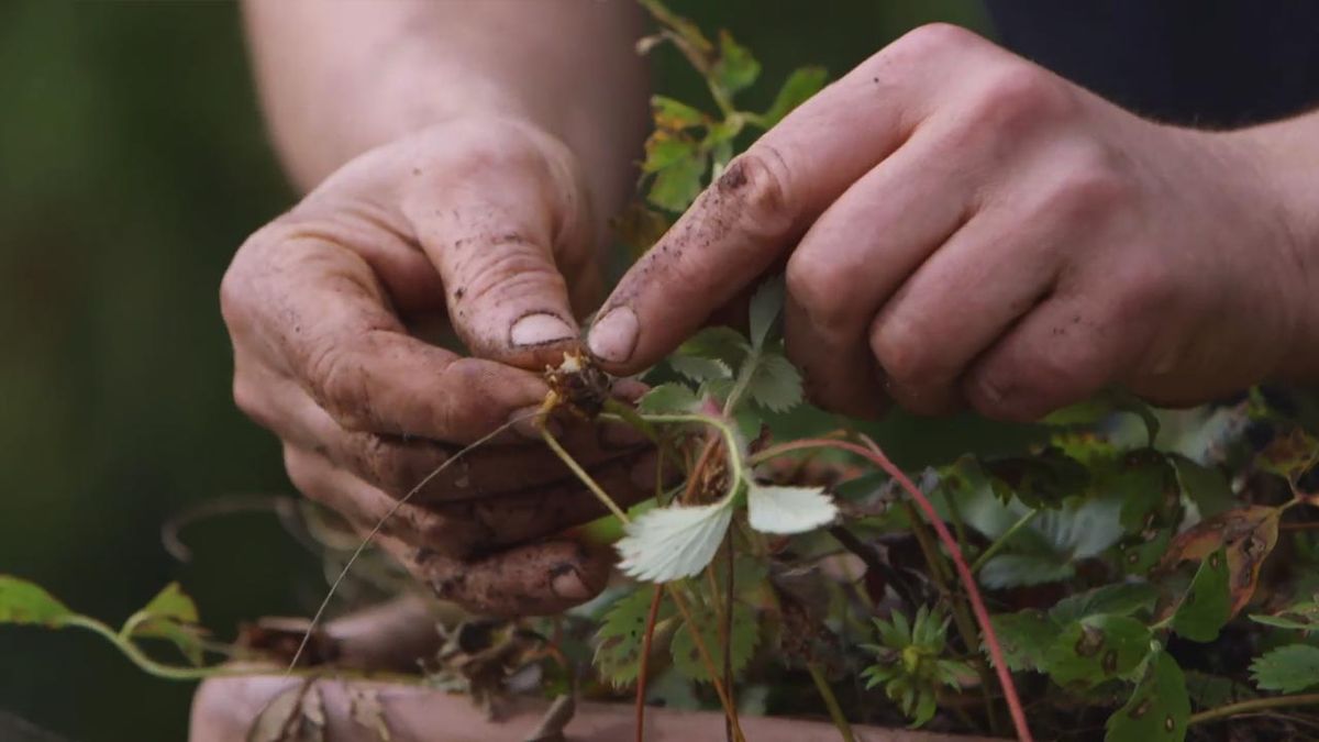 brico jardin 1021 reproducir fresales raiz no deshidratada