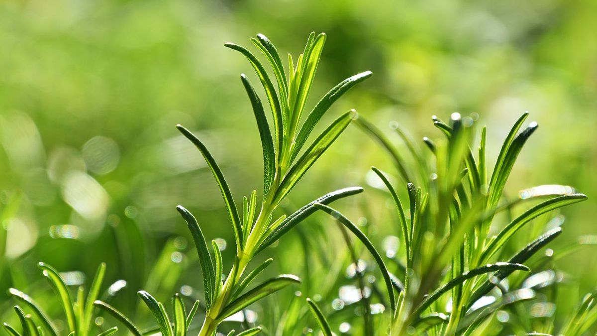 romero planta aromatica con accion antidepresiva y estimulante circulatoria zona cultivo