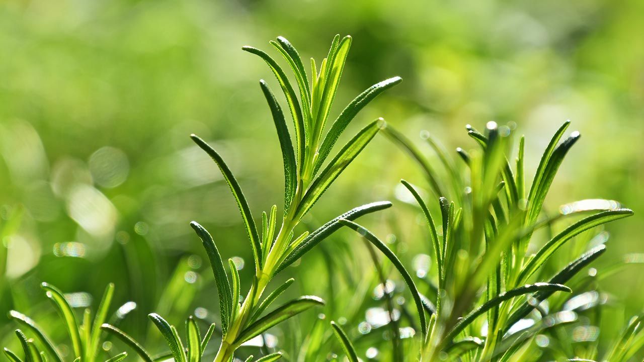romero planta aromatica con accion antidepresiva y estimulante circulatoria zona cultivo